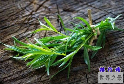 ​世界十大最香的植物排行榜 龙蒿叶与艾叶属同一物种