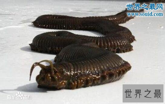 世界上最恶心的生物，蛀船虫(长着数千根刺毛)