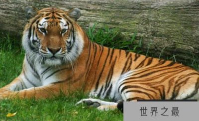 ​世界上最强的猫科动物，天生就是杀手