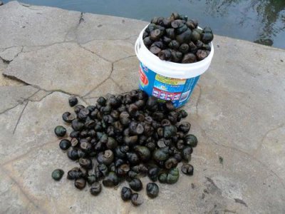 ​螺丝肉能钓什么鱼类（螺丝肉钓鱼技巧）