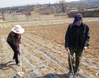 ​土豆蒸多久，土豆多长时间能成熟？