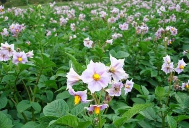 土豆蒸多久，土豆多长时间能成熟？图3