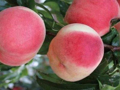 ​世界上最大的桃子是什么？金秋红蜜桃重达七百多克