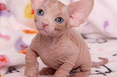 ​世界上最具个性的猫：加拿大无毛猫，你敢撸吗？