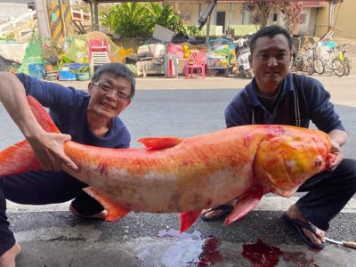 ​台湾嘉义渔民在曾文水库捕获到1.3米长“黄金大头鲢”