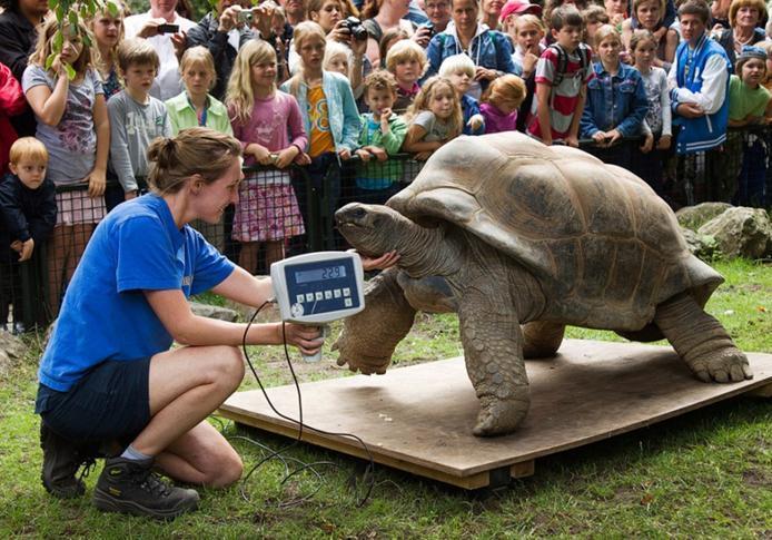 世界上最大的巨型乌龟, 古巨龟重达两吨