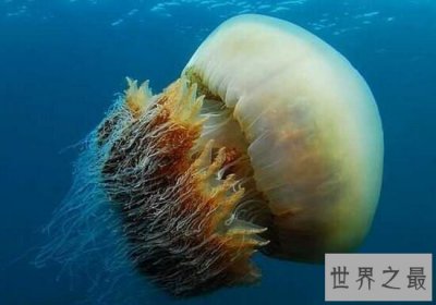 ​探索极地世界之北极霞水母 世界上最美的动物