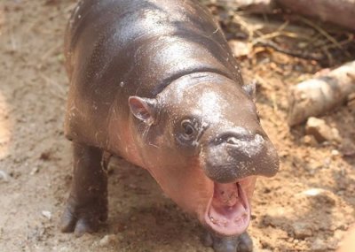 ​泰国绿山国家野生动物园侏儒河马宝宝命名“卤肉”