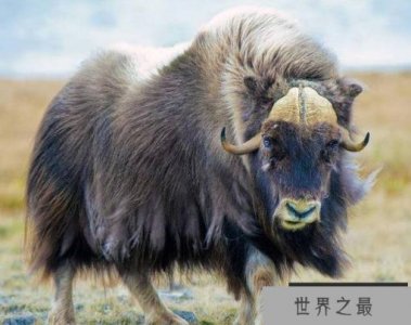 ​什么动物最耐寒？世界上最耐寒的十大动物排名