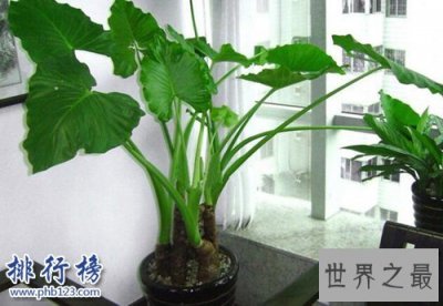 ​十大不能家养的植物，快看看你家有没有！