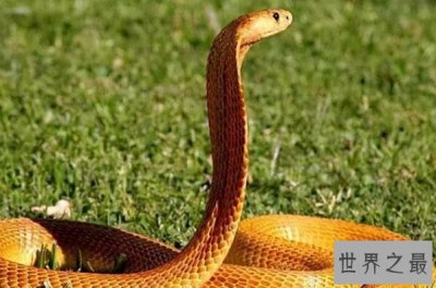 ​十种最奇特黄色动物排行榜 黄花鱼上榜，第九还是著名的滋补保健食品