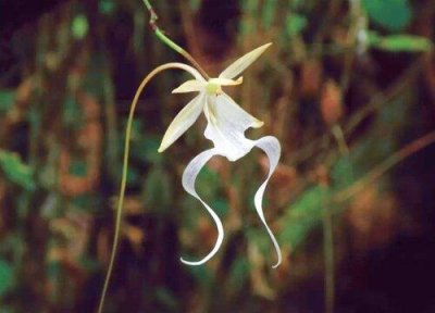 ​十大名贵兰花图片大全及名字