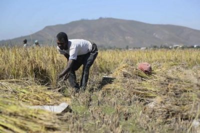 ​杂交水稻什么时候研究出来的？第一代杂交水稻什么时候问世