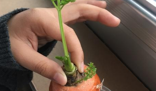 白萝卜发芽了还能吃,萝卜发芽了还能吃吗图4