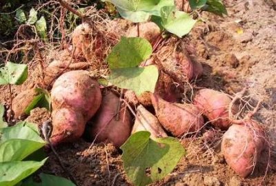 ​红苕是什么，红苕是什么样子？