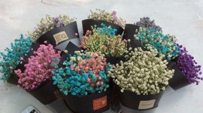 ​满天星的花语，满天星的花语有哪些，婚礼用满天星适合吗？