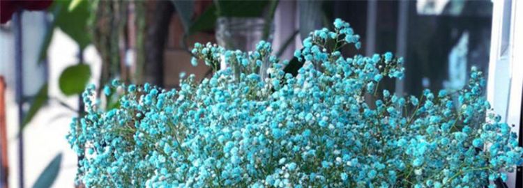 满天星的花语是什么可以理解为甘愿做配角吗