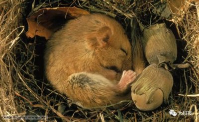 ​哪些动物冬眠了呢（冬眠动物知多少？）