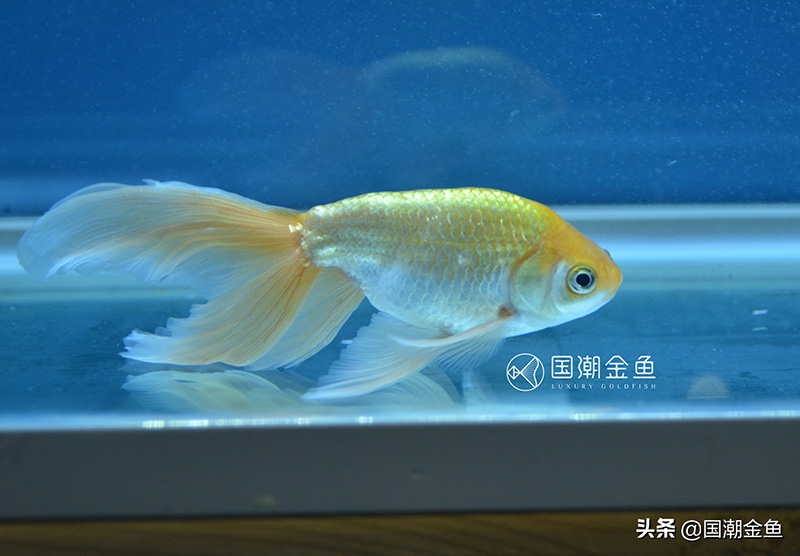 最好养的金鱼品种有哪些（十大最好养的金鱼）(图2)