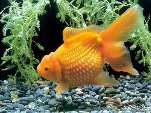 最好养的金鱼品种有哪些（十大最好养的金鱼）(图8)