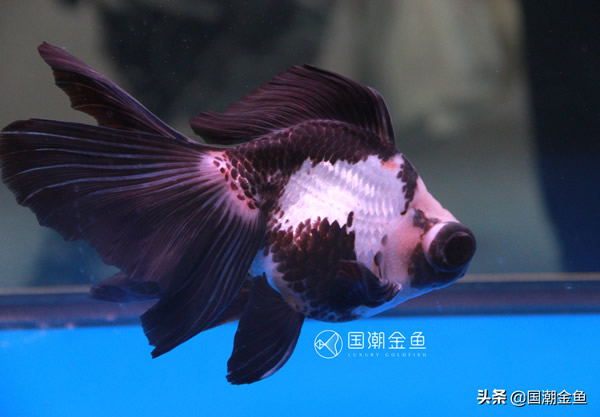 最好养的金鱼品种有哪些（十大最好养的金鱼）(图7)