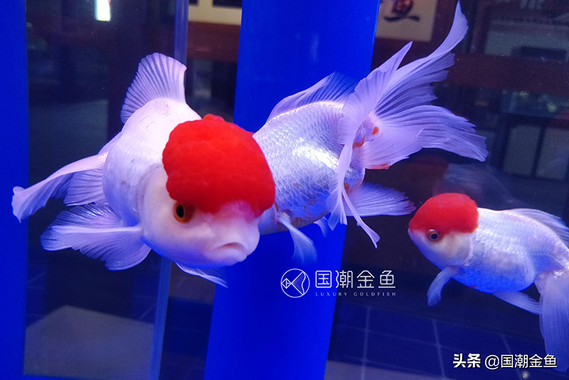 最好养的金鱼品种有哪些（十大最好养的金鱼）(图10)