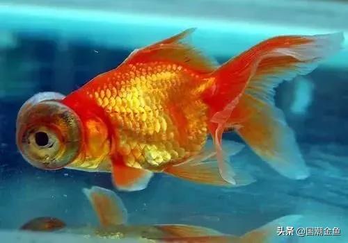 最好养的金鱼品种有哪些（十大最好养的金鱼）(图4)