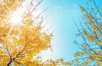 ​最美观的城市绿化树种十大排行 三球悬铃木榜上有名 银杏树荣登榜首