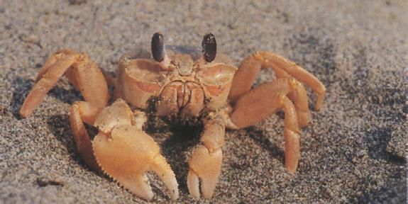 螃蟹除了吃小鱼小虾螺狮还吃什麽