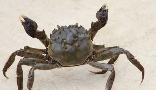 鱼缸养螃蟹它吃什么