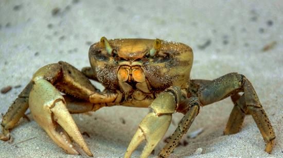 干螃蟹吃什么的