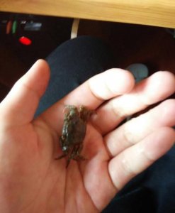 ​螃蟹吃什么，螃蟹吃什么在家怎么养？