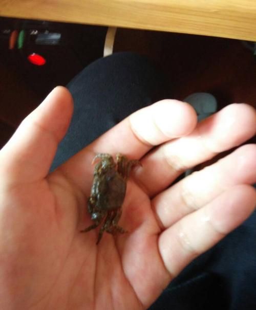 螃蟹吃什么在家怎么养