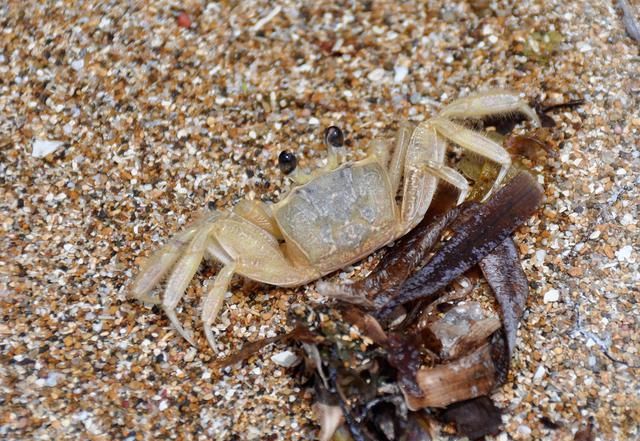 螃蟹最喜欢吃什么食物