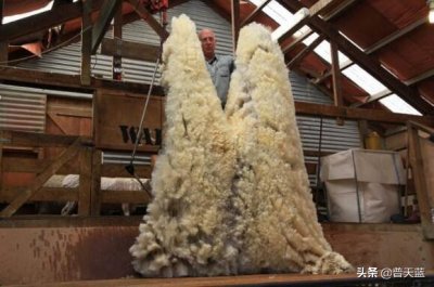 ​新西兰特产有哪些呢（新西兰十大著名特产！）