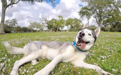 ​哈士奇和狼的区别（哈士奇与狼各方面都极为类似，但三点原因却导致其沦为