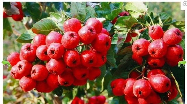 无糖饼干有哪些品牌，最近突然觉得需要养生，你们可以推荐一下无糖的纯豆浆，有哪些品牌？图2