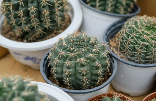 仙人球的介绍及特点,仙人球的特点图2