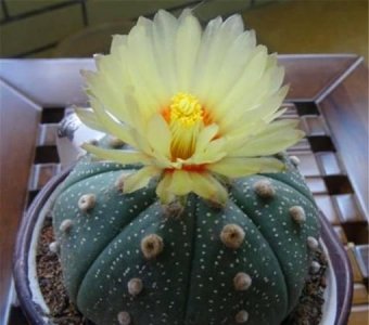 ​仙人球的介绍及特点,仙人球的特点