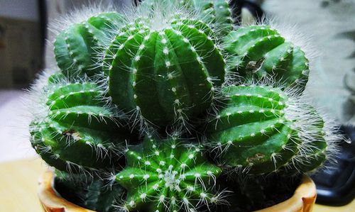 仙人球的样子和特点介绍