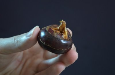 ​荸荠怎么去皮又快又干净（荸荠去皮原来这么简单，教您正确方法，剥的干净