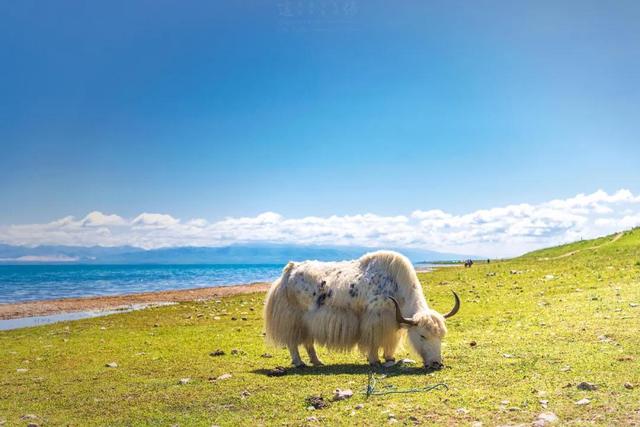 环青海湖骑行攻略（4天360公里环青海湖骑行）(25)