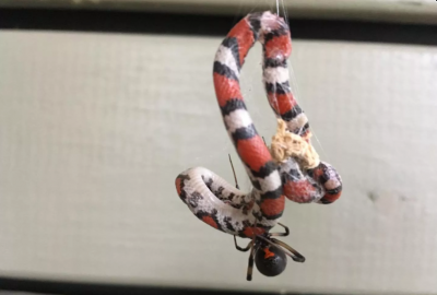 ​除南极洲外均发现蜘蛛捕食蛇的现象 大多发生在美国和澳大利亚