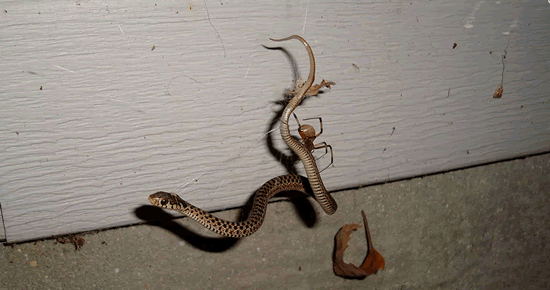 除南极洲外均发现蜘蛛捕食蛇的现象 大多发生在美国和澳大利亚