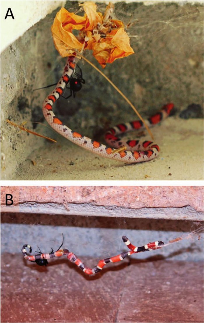 除南极洲外均发现蜘蛛捕食蛇的现象 大多发生在美国和澳大利亚