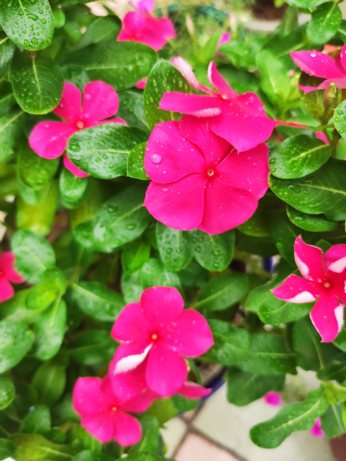 一年四季都开花的花卉盆栽有哪些（四季都开花的植株推荐）