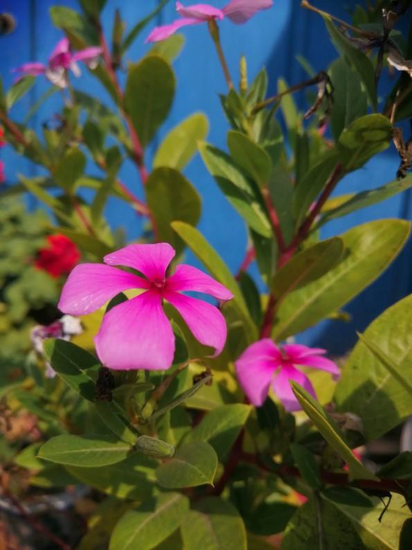 一年四季都开花的花卉盆栽有哪些（四季都开花的植株推荐）
