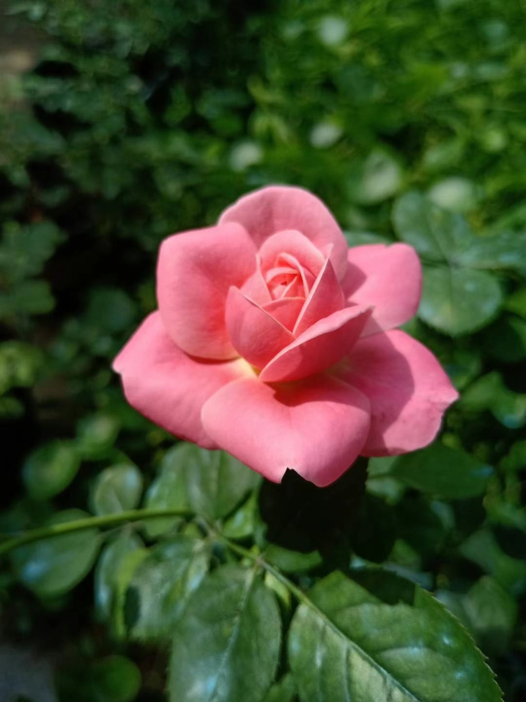 一年四季都开花的花卉盆栽有哪些（四季都开花的植株推荐）