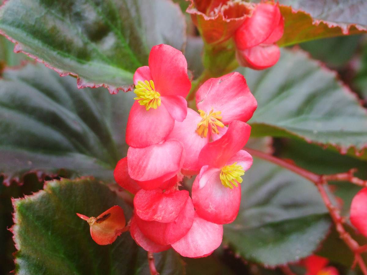 一年四季都开花的花卉盆栽有哪些（四季都开花的植株推荐）