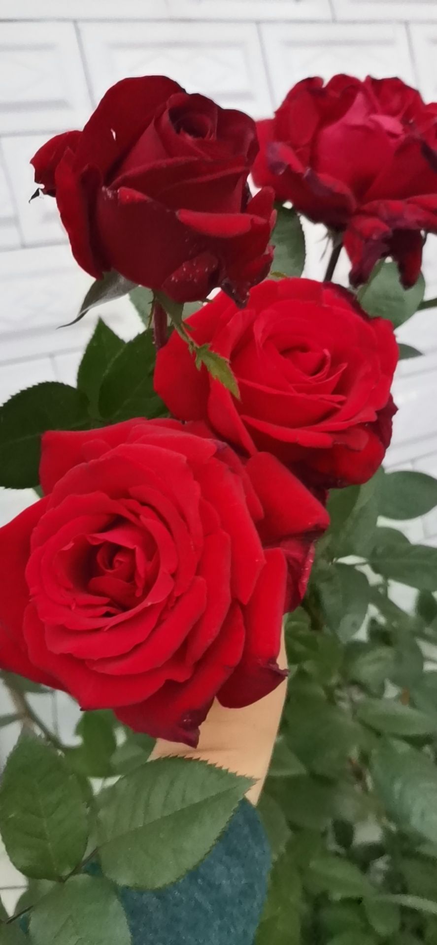 一年四季都开花的花卉盆栽有哪些（四季都开花的植株推荐）